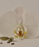 A close-up of a white orchid with yellow accents, set behind green and brown cardamom pods and seeds on a neutral background—perfect inspiration for our Musk Glass Candle, hand-poured in Los Angeles.